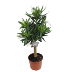 OLEANDER POSP. MIX NA PNIU D18CM