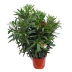 Oleander doniczka 40 cm mix