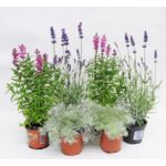 Byliny mix don.19 cm