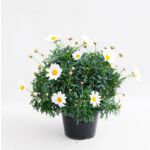 Margerytka bush biała don. 14 cm