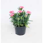 Goździk don.10,5 cm