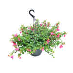 Fuksja ampel don. 25 cm