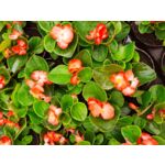 Begonia semperflorens don. 9 cm