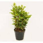 LIŚĆ LAUROWY - MIX D14 cm wys. 25 cm