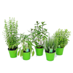 Zioła mix rozmaryn, oregano, szałwia, tymianek, lawenda, mięta don. 14 cm