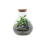 Rośliny mix w zamkniętym szkle 1086 don. 28 cm