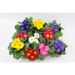 Prymula mix kolorów doniczka 10,5 cm