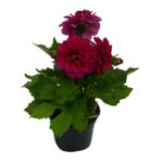 Dalia don.11 cm
