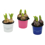 Hiacynt 3 cebule doniczka 12 cm mix