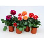 Dalia maxi don. 14 cm