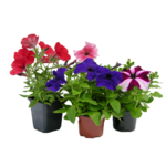 Petunia doniczka 9 cm mix wys. 15 cm