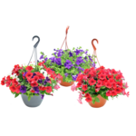 Surfinia mix w amplu don. 25 cm
