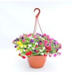 Calibrachoe mix w amplu don. 25 cm