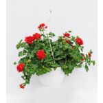 Pelargonia zwisająca