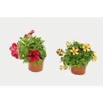 Petunia don.12 cm