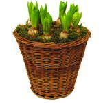 Hiacynty w wysokim koszu wiklinowym