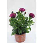Osteospermum don.12 cm