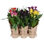 Kalia Mix papierowa osłonka doniczka 13 cm