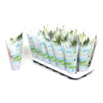 Spathiphyllum Chopin Ultimo Sleeve don. 9 cm