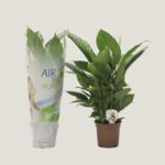 Spathiphyllum 'Vivaldi'