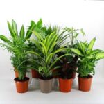 Green plants don.17 cm