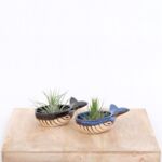 Tillandsia w osłonce ceramicznej Moby Dick