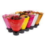 Kalanchoe 'Happiness' mix kolorów 12 cm