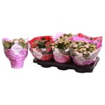 Kalanchoe Rosalina don 15 cm