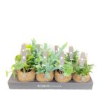 Kokodama Green mix