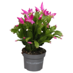 Schlumbergera mix 3 color 18+