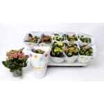Kalanchoe Double Deluxe Mix