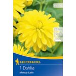 Dalia ciemnolistna Melody Latin