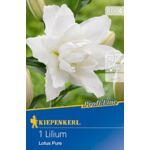 Lilia pełna Pure