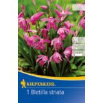 Bletilla pasiasta