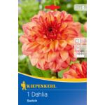 Dalia doniczkowa Switch