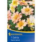 Dalia baby Topmix Apricot