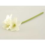 Amarylis pojedynczy 64 cm biały