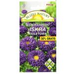 Aster Iskra fioletowy