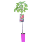 Agrest czerwony na pniu 100-120 cm 2 l Gartenland