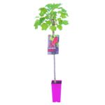 Porzeczkoagrest na pniu wys. 110-120 cm don. 2 l