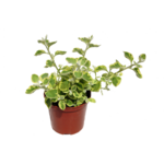 Kocanka wys. 20 cm don. 10 cm