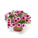 Calibrachoa wys. 25 cm don. 10,5 cm