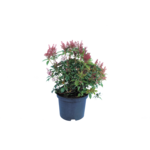 Pieris japoński, wys.35-45 cm, don.2 l