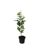 Buk 80-100 cm don. 2 l