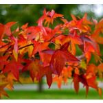 Ambrowiec balsamiczny, wys.80-100 cm, don.2 l