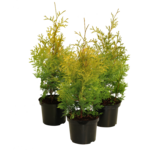 Żywotnik Thuja occidentalis Salland
