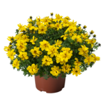 Bidens wys. 25 cm don. 10,5 cm