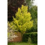 Wiąz holenderski Wredei