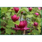Magnolia Genie mix wys. 80-100 cm don. 12 l