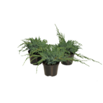 Jałowiec sq. Blue Carpet wys. 10-20 cm don. 3 l